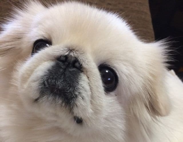 ★ゆいとまん★クエルボ1800アネホ ご購入はしないで下さい。