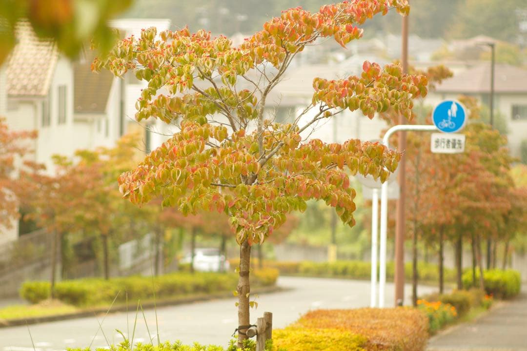 CANON EF 135mm F2.8 作例あり 動作確認済み