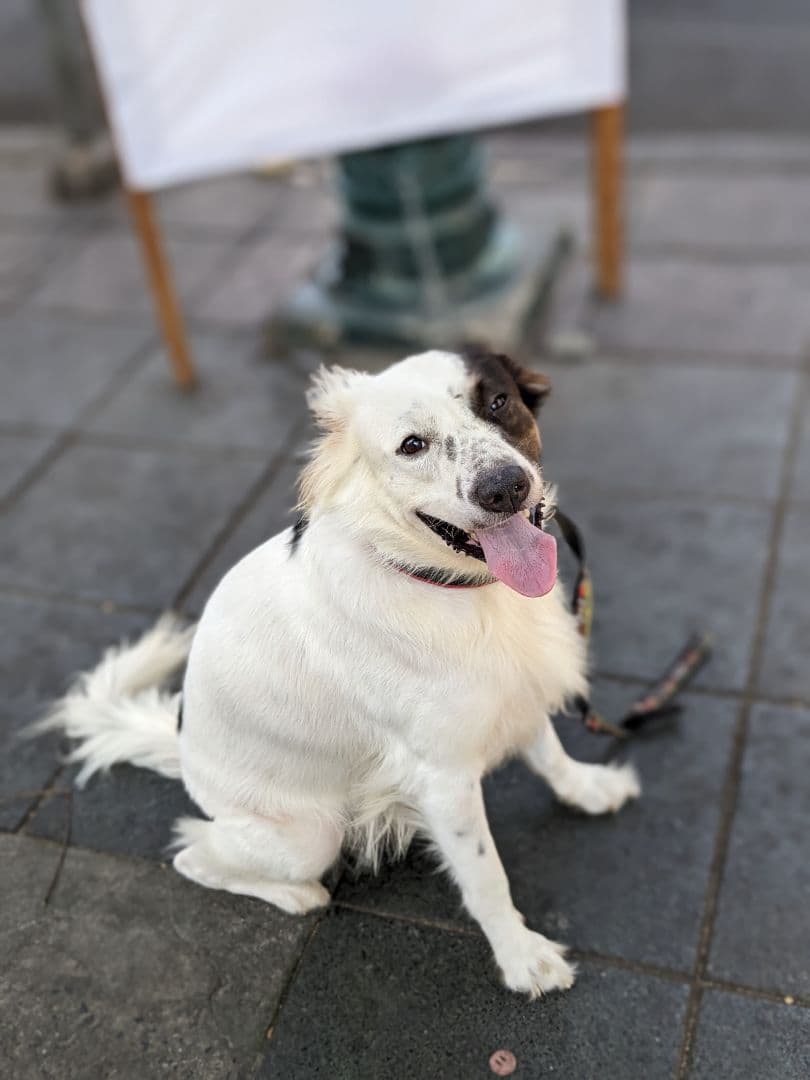 【姉御】激レア！タイのお守りプラクルアン！九尾の狐！専門店購入！アンティークに！