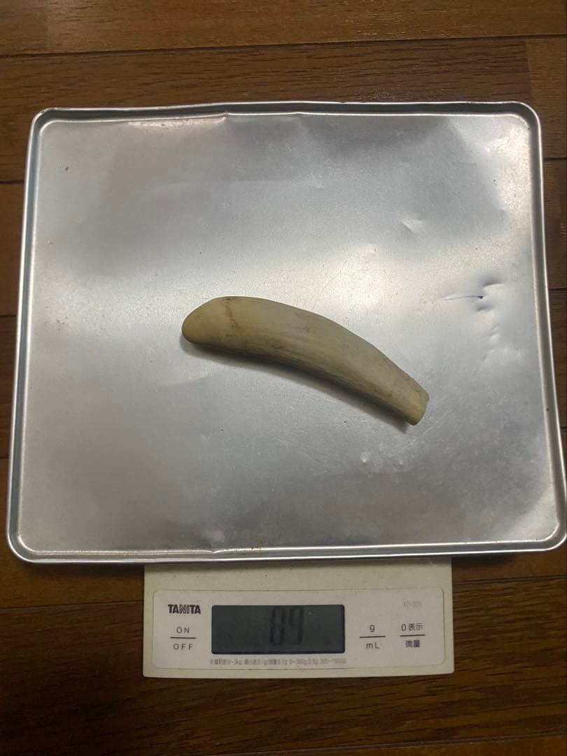 希少 マッコウクジラ 歯 89g