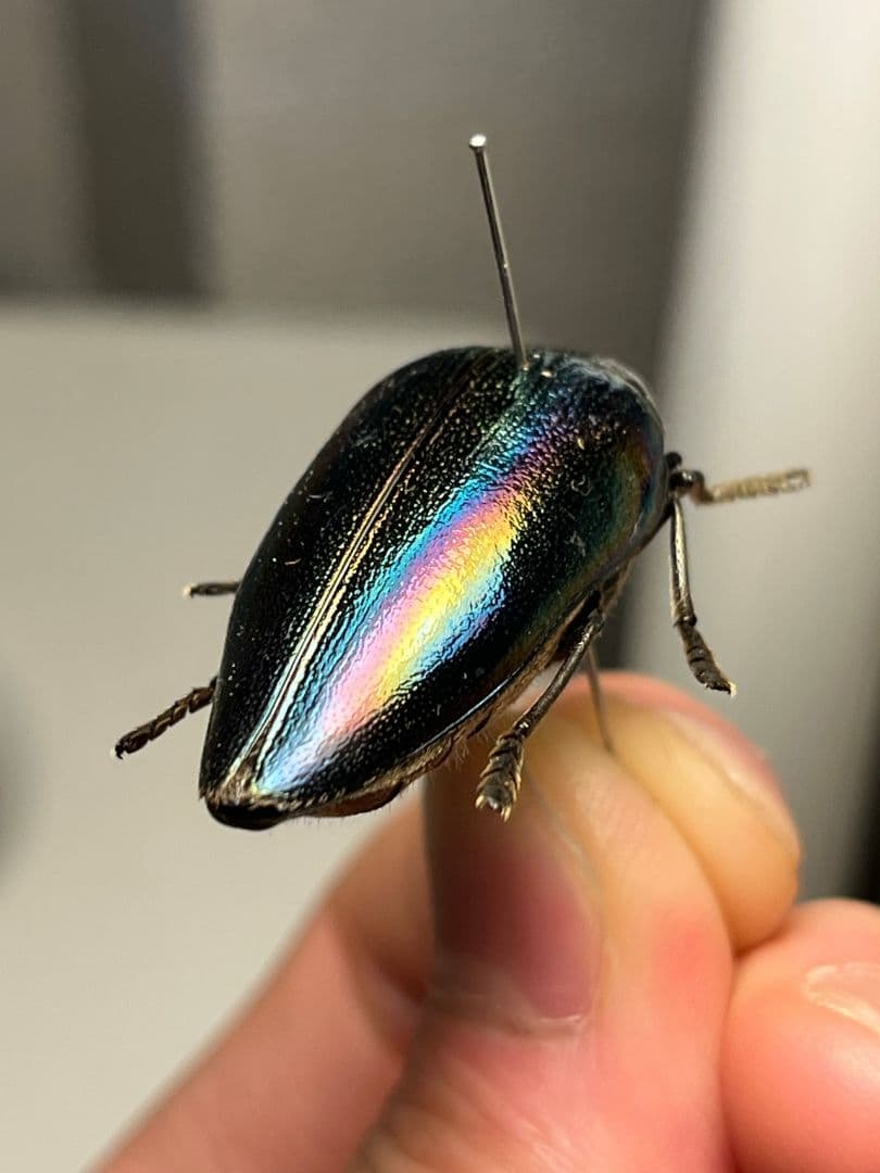 【34mm】ニジイロフトタマムシ フトタマムシ スハンダエ プラチナコガネ標本