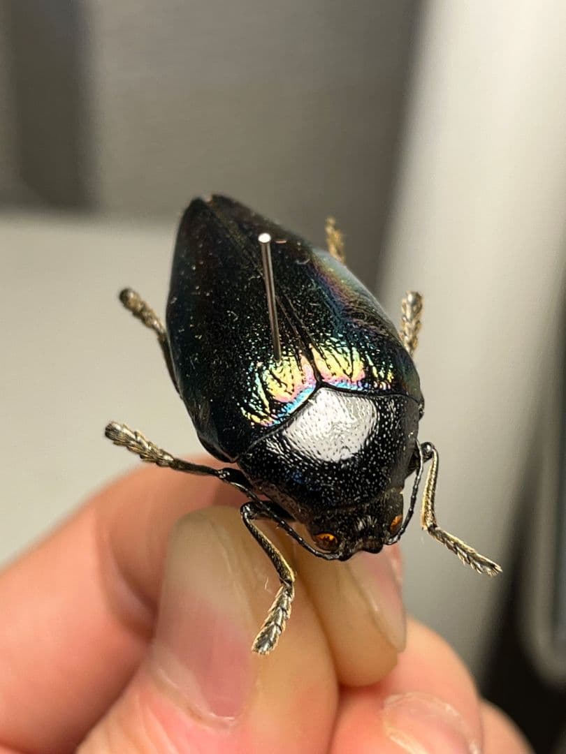 【34mm】ニジイロフトタマムシ フトタマムシ スハンダエ プラチナコガネ標本