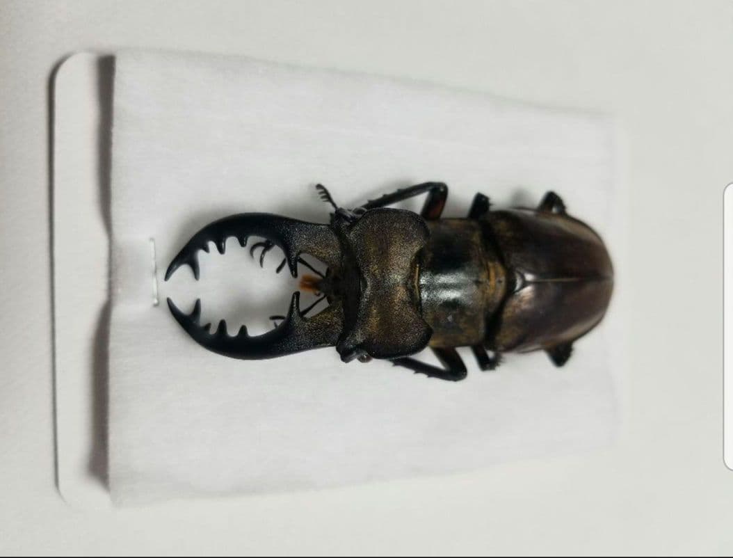 お正月限定お値下げ　福岡県産　ミヤマクワガタ　標本 74mm