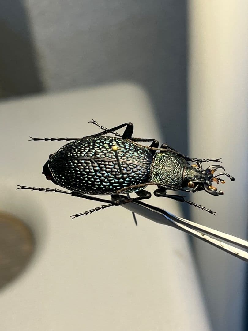 【37mm】ボンヴロワキンオサムシ トルコ産 標本 イボハダオサムシ 青緑