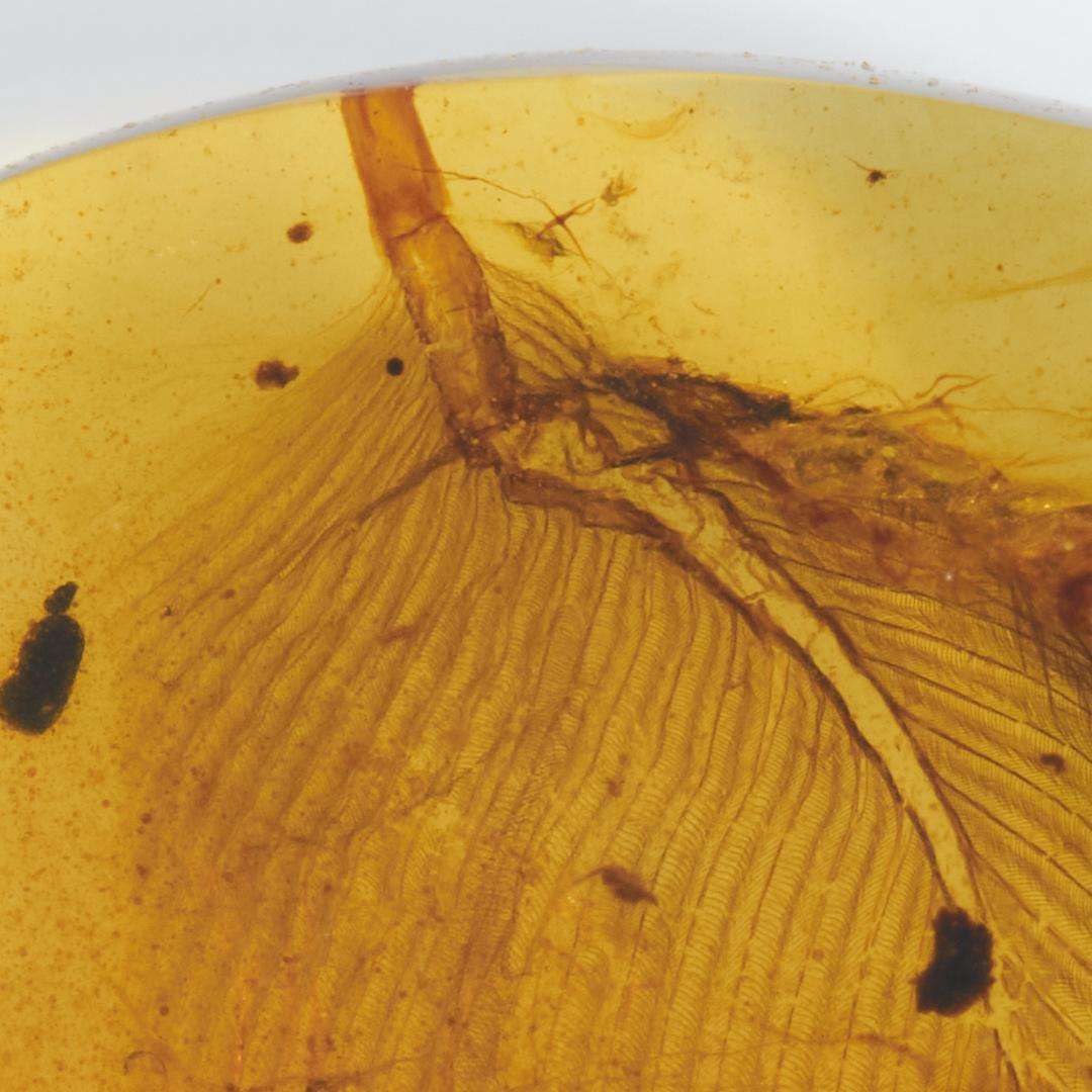 レア極上品 PA0073虫入り琥珀化石　ミャンマーカムティかタナイ9900万年前