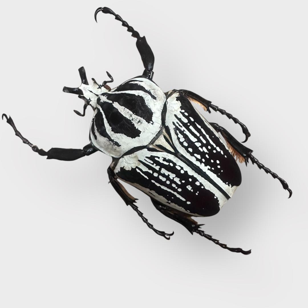 桐箱入り　　プレイシーゴライアス　 雄　オス　標本　　タンザニア産