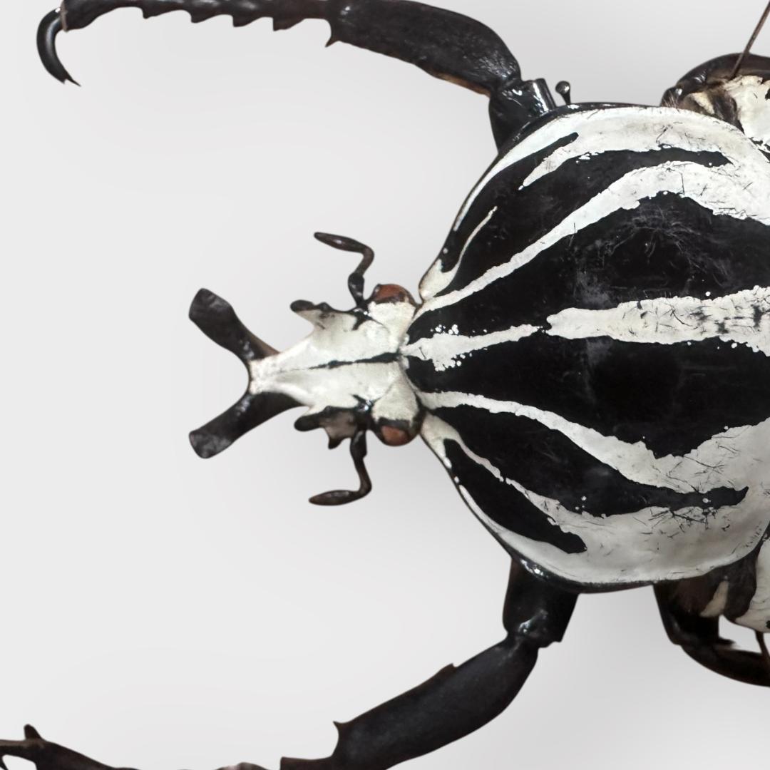 桐箱入り　　プレイシーゴライアス　 雄　オス　標本　　タンザニア産