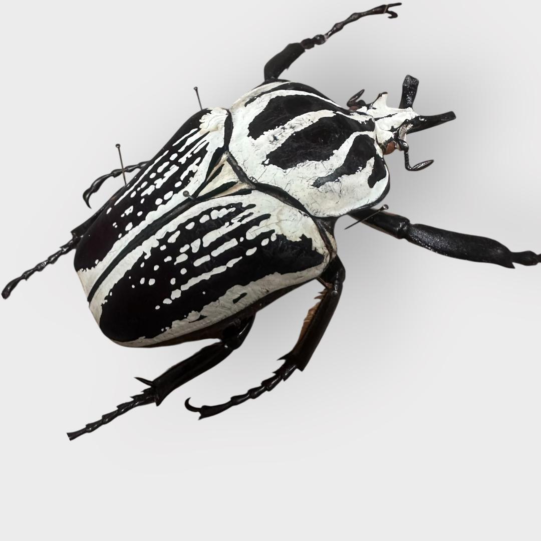 桐箱入り　　プレイシーゴライアス　 雄　オス　標本　　タンザニア産