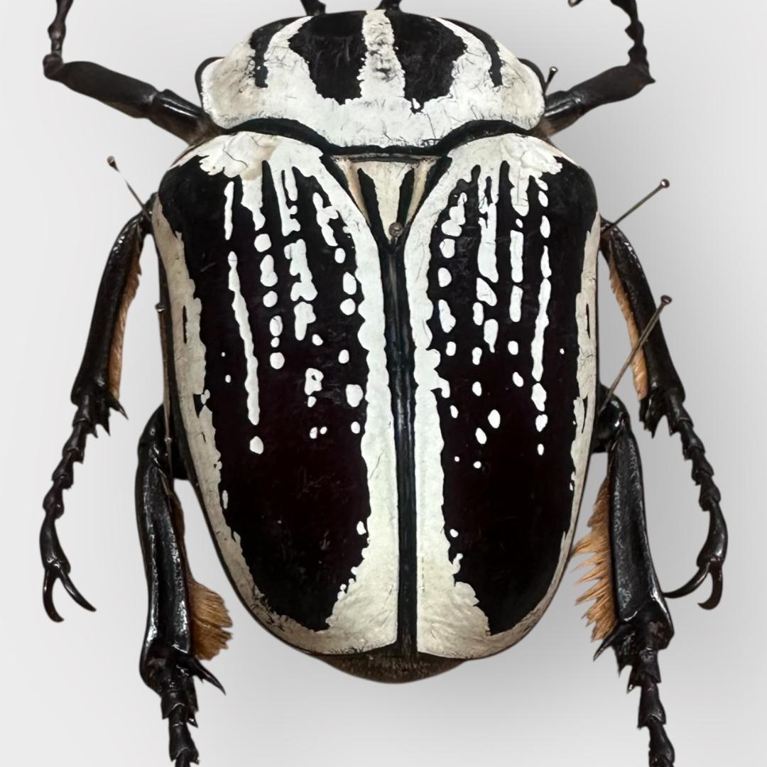 桐箱入り　　プレイシーゴライアス　 雄　オス　標本　　タンザニア産