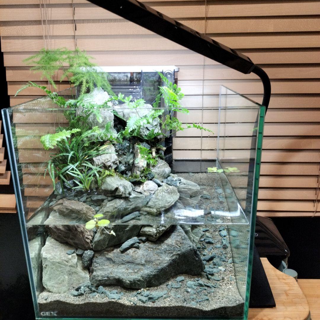 【アクアテラリウム完成品】渓流アクアリウム＋テラリウム30cmキューブ水槽