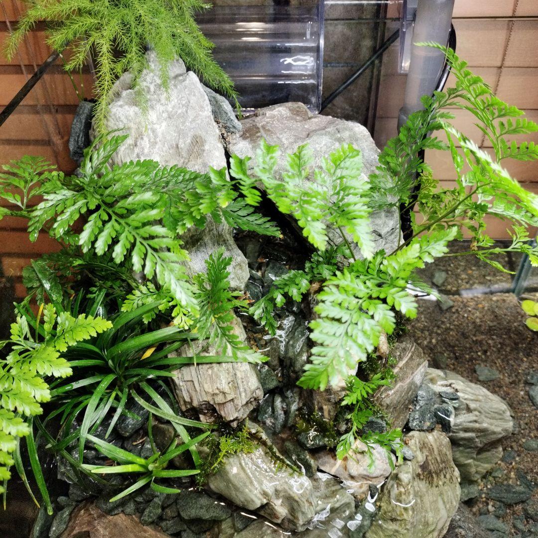 【アクアテラリウム完成品】渓流アクアリウム＋テラリウム30cmキューブ水槽