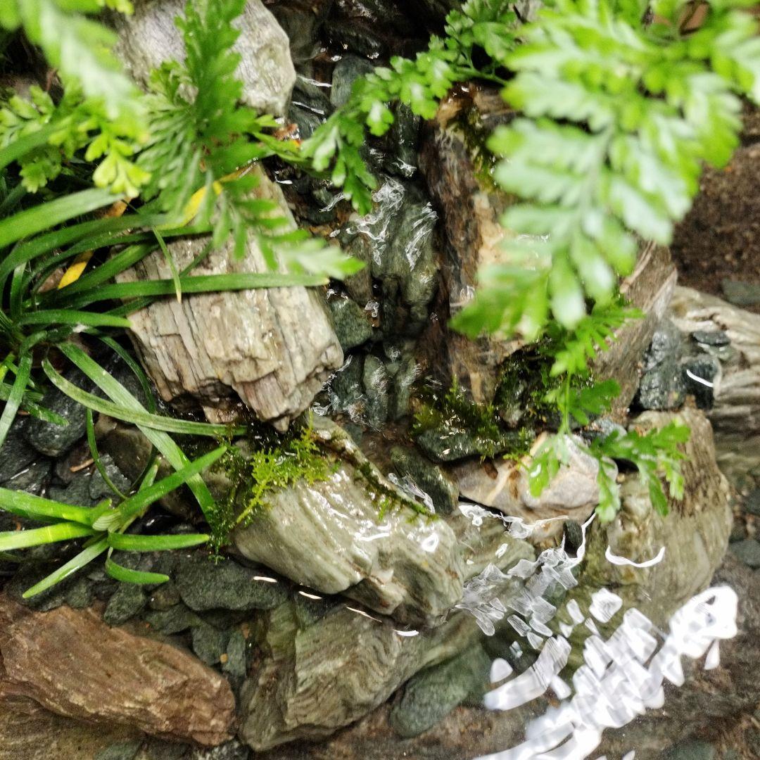 【アクアテラリウム完成品】渓流アクアリウム＋テラリウム30cmキューブ水槽