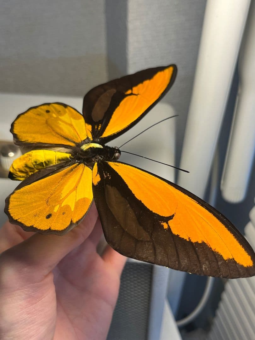 アカメガネトリバネアゲハ 外国産蝶標本 モルフォ 蝶 標本 野外採集品 蝶の標本