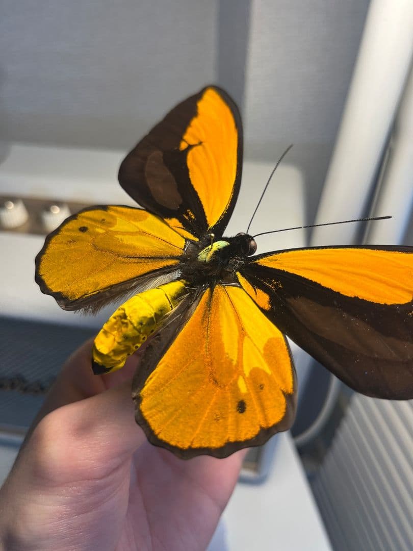 アカメガネトリバネアゲハ 外国産蝶標本 モルフォ 蝶 標本 野外採集品 蝶の標本