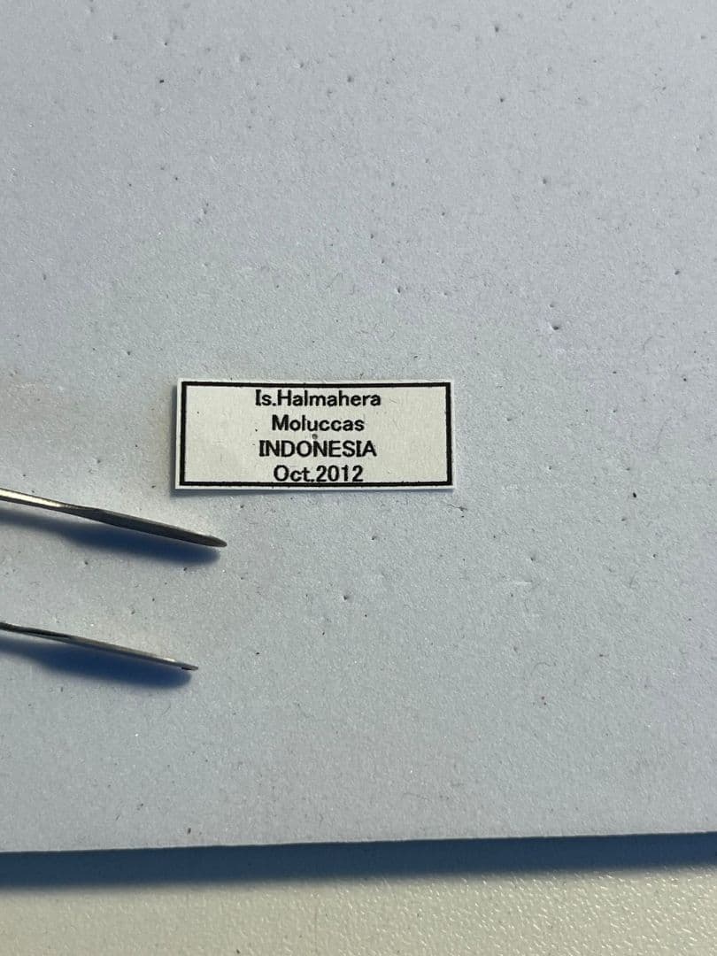 アカメガネトリバネアゲハ 外国産蝶標本 モルフォ 蝶 標本 野外採集品 蝶の標本