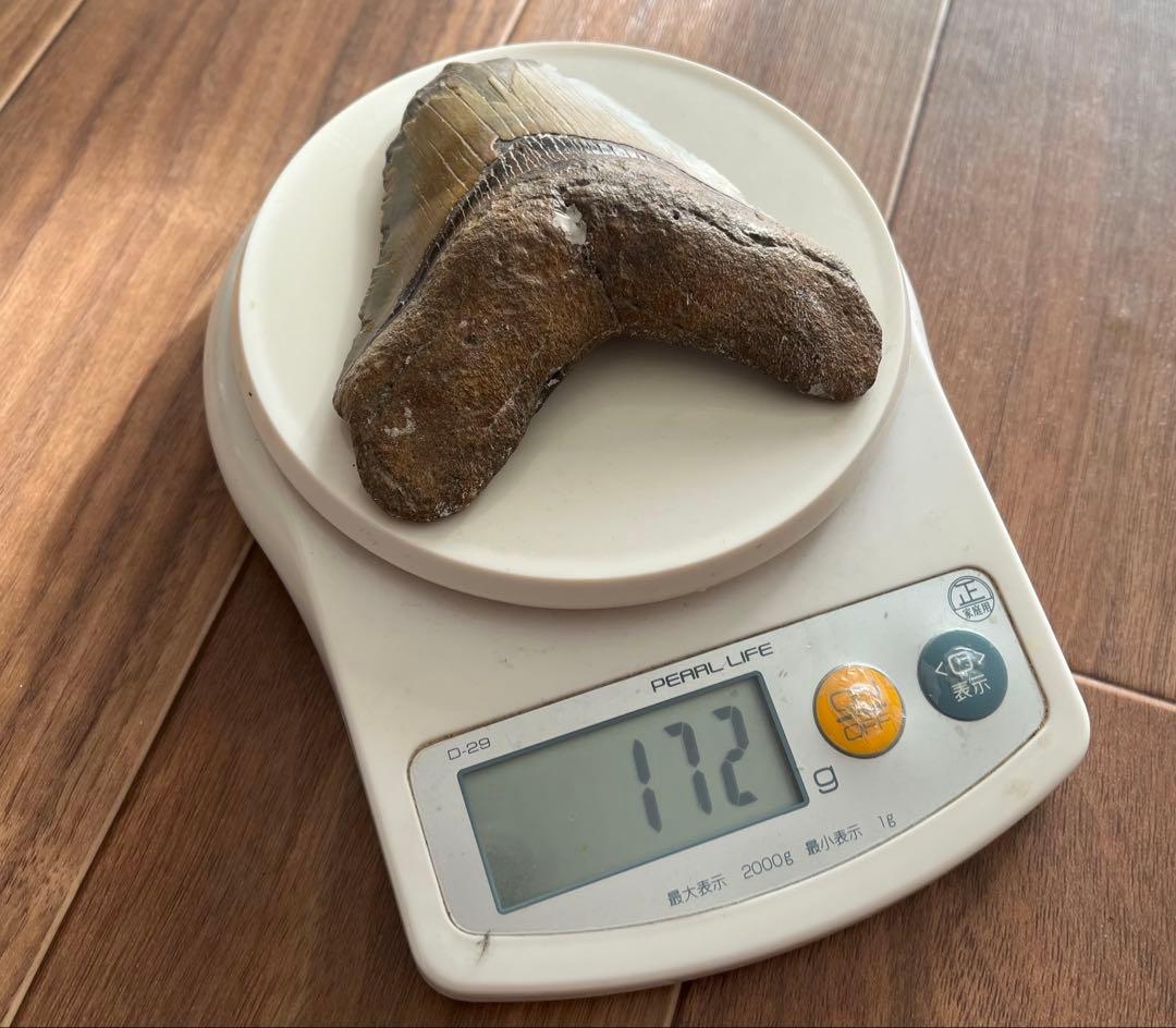 【本物】メガロドンの歯 化石 伝説の巨大ザメ