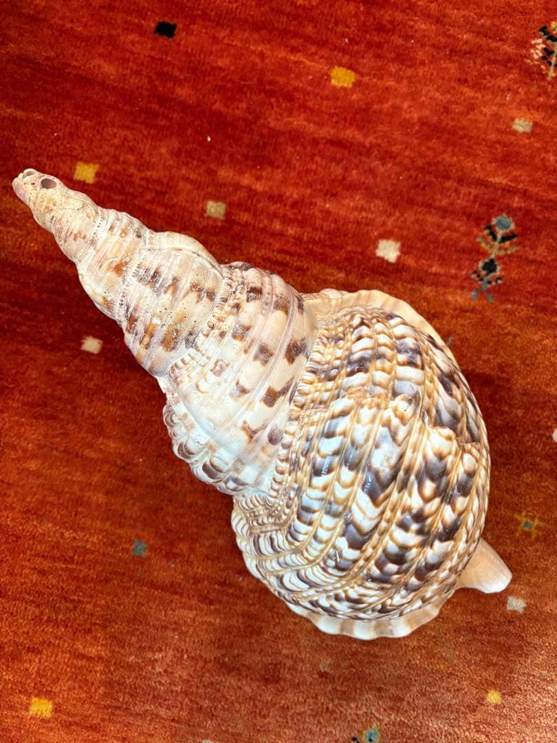 大きな螺旋状の貝殻