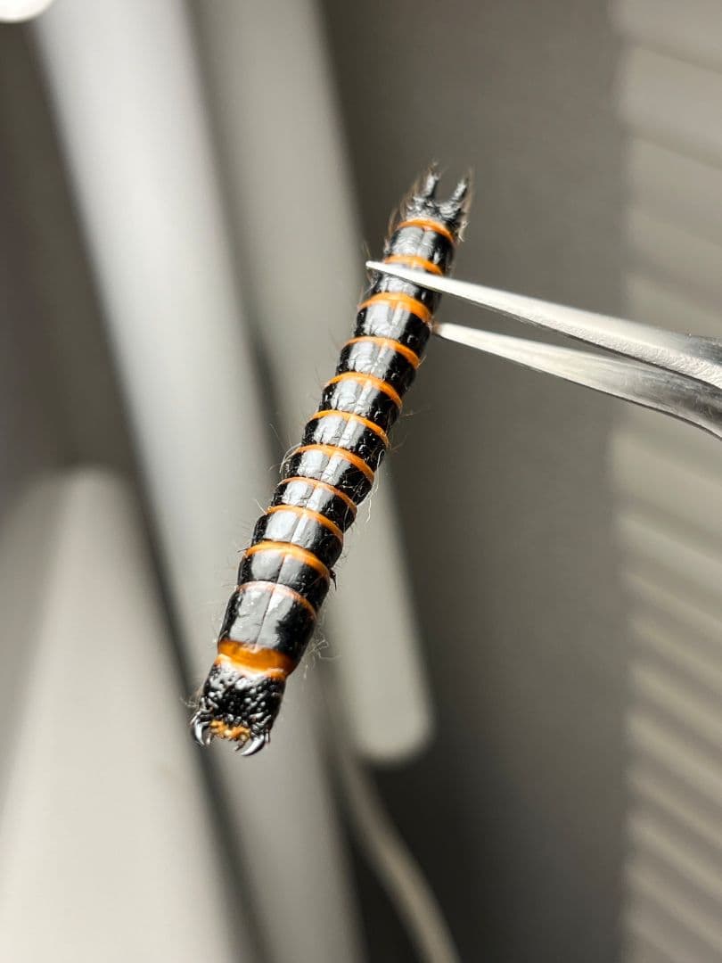 【60mm程】コメツキムシの幼虫 ハチスズメバチハムシフンチュウオサムシ標本