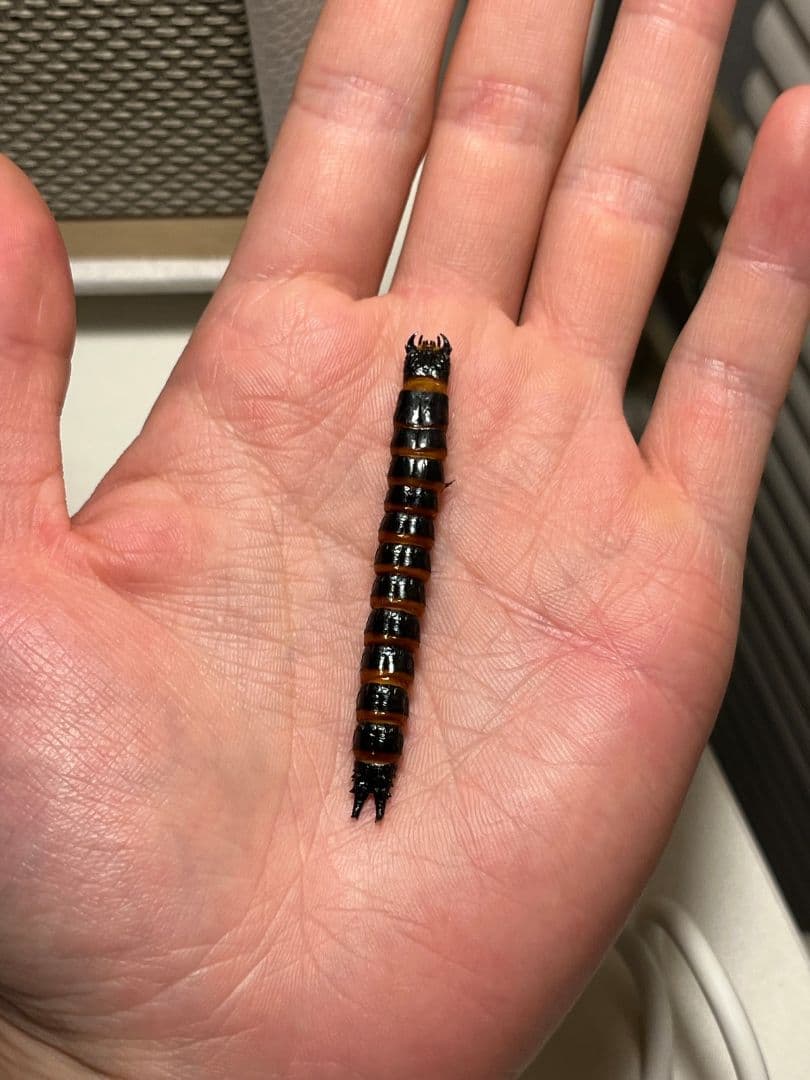 【60mm程】コメツキムシの幼虫 ハチスズメバチハムシフンチュウオサムシ標本