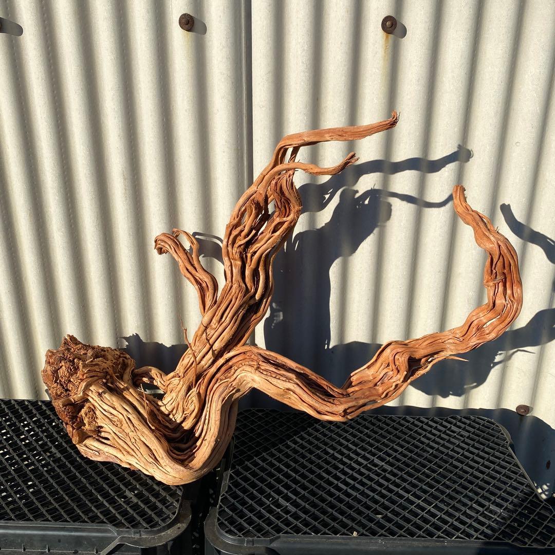 「JACK」MTW-6527 特大蔦流木　天然流木　アクアリウム