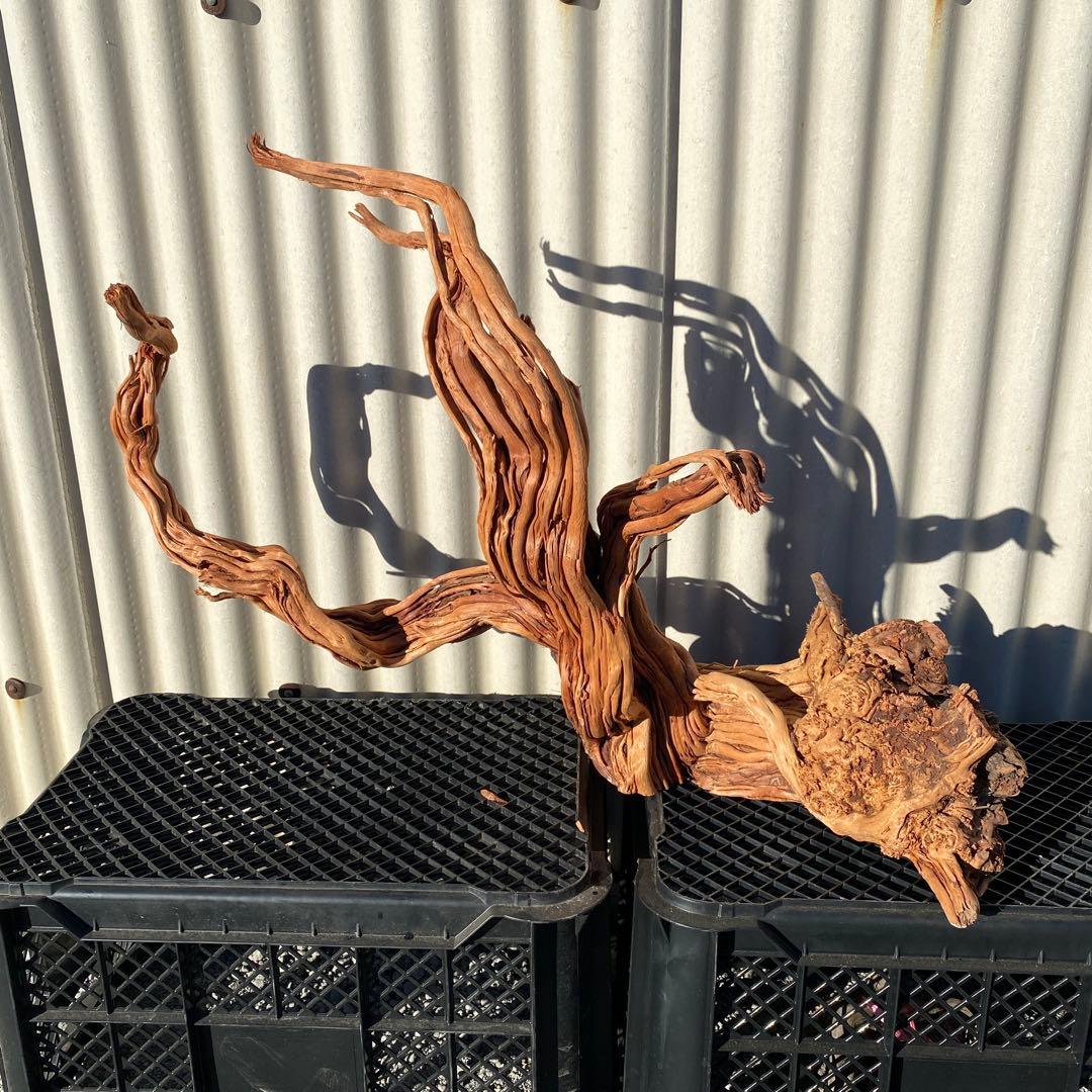 「JACK」MTW-6527 特大蔦流木　天然流木　アクアリウム