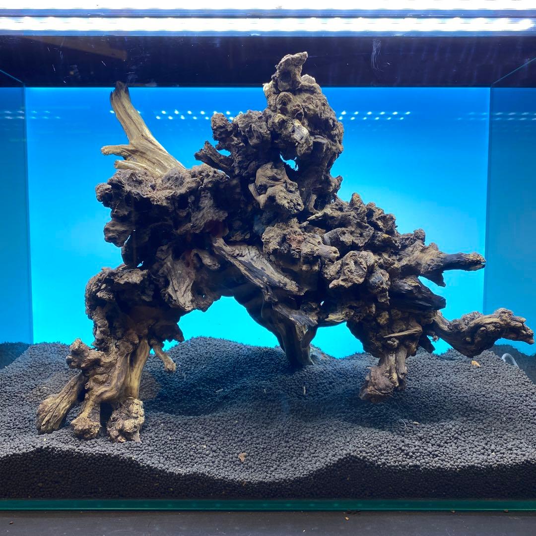 MSRW-6734 天然流木1点物　スリムウッド　アクアリウム