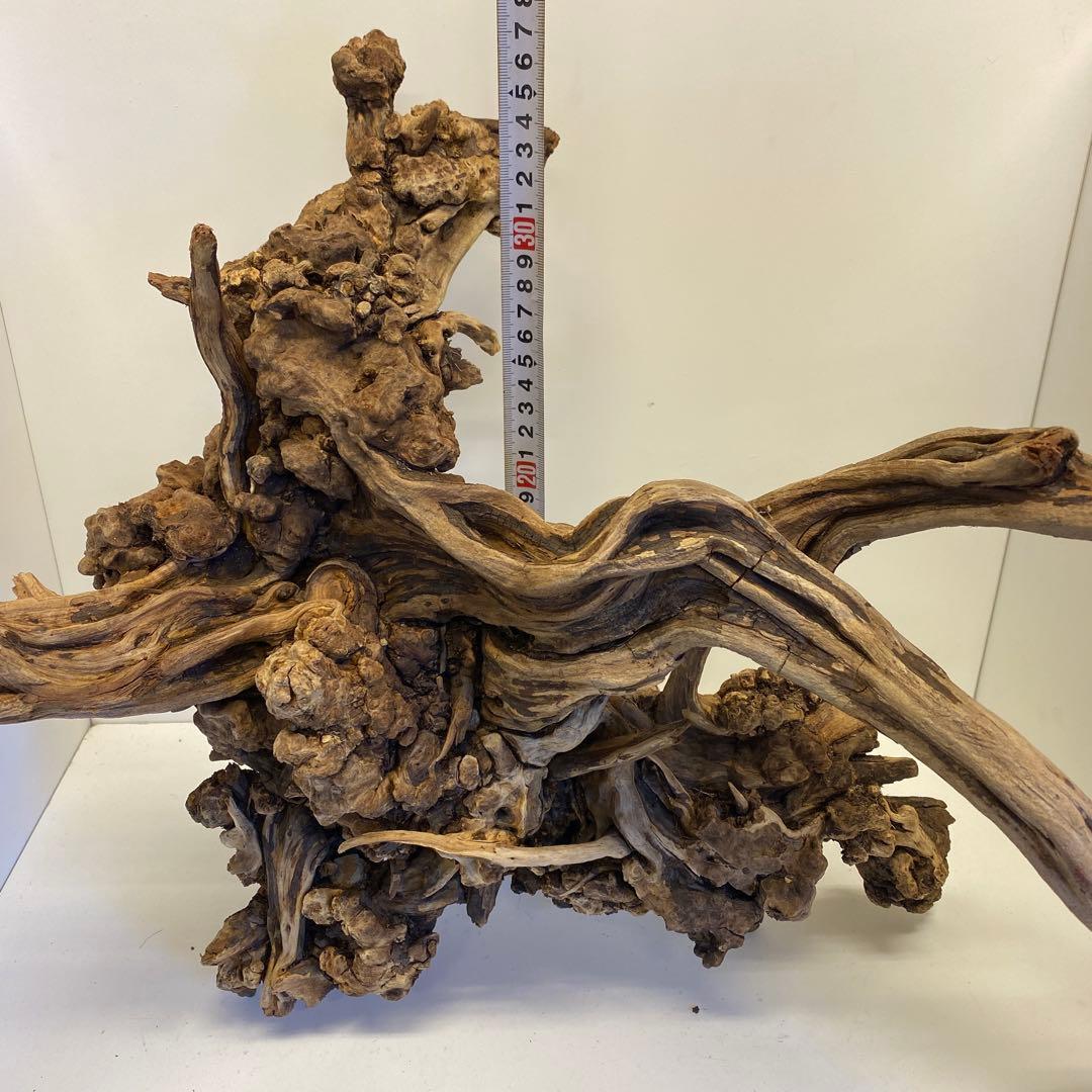 MSRW-6734 天然流木1点物　スリムウッド　アクアリウム