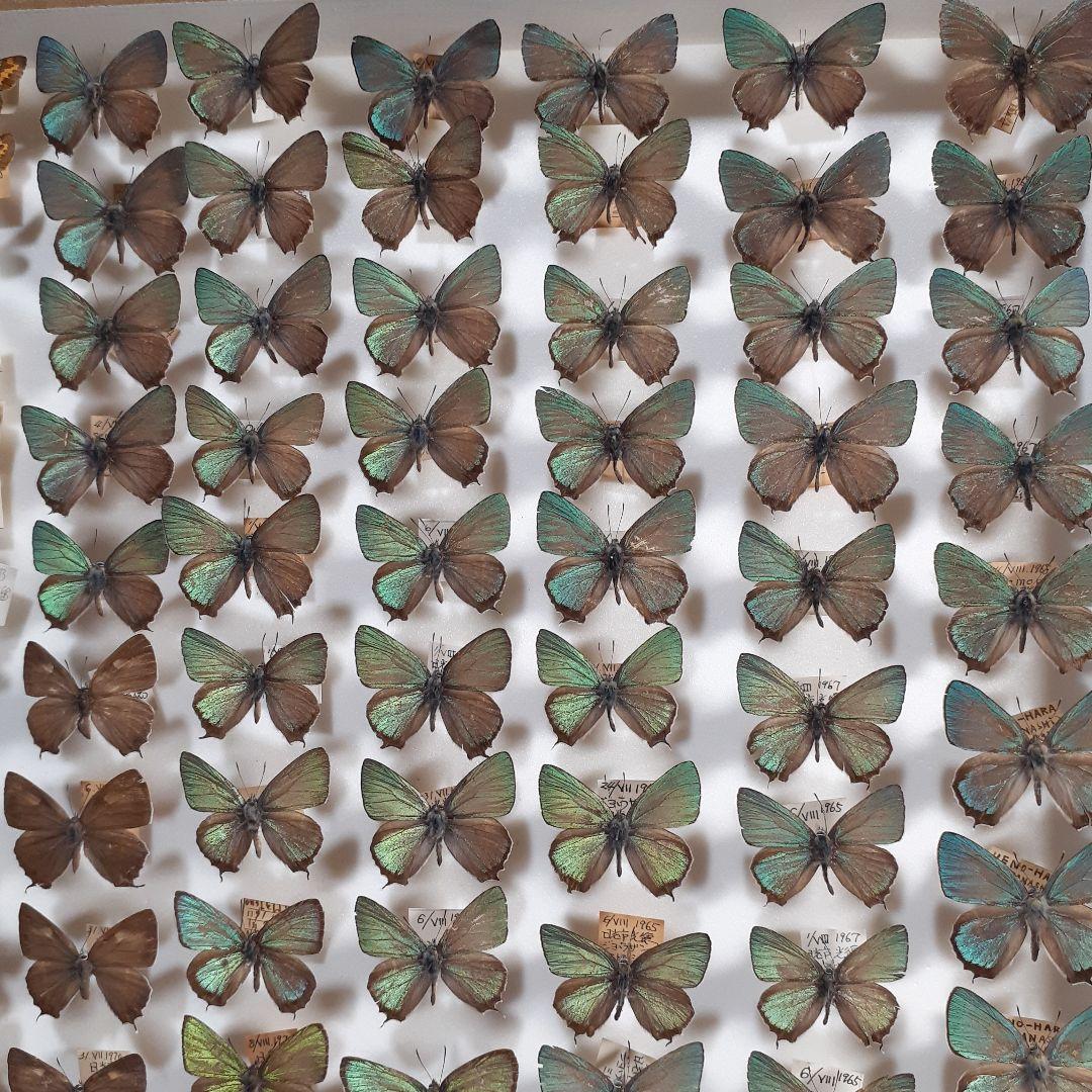 蝶標本　ゼフィルス及びセセリチョウ科22種。大型ドイツ標本箱二箱入りセット