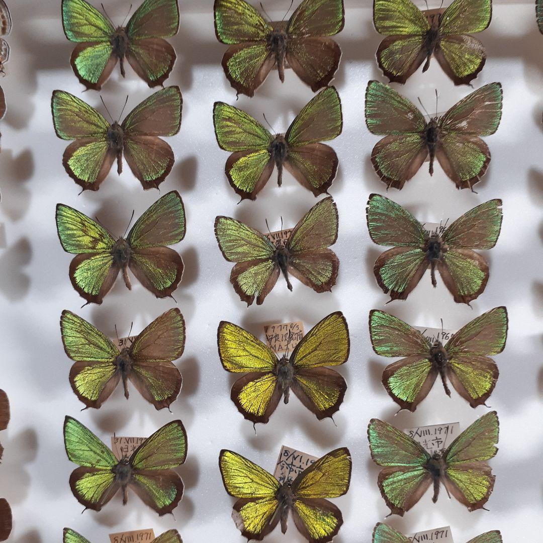 蝶標本　ゼフィルス及びセセリチョウ科22種。大型ドイツ標本箱二箱入りセット