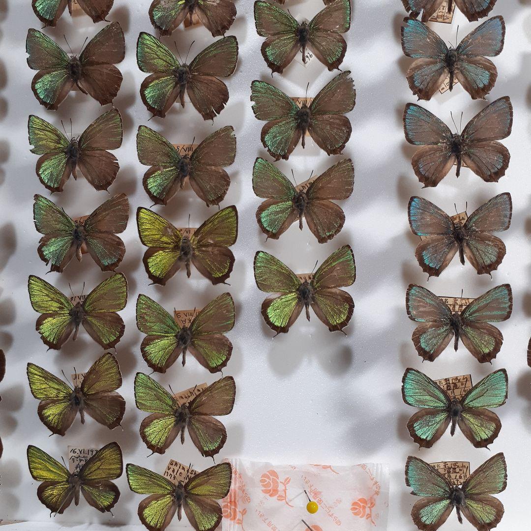 蝶標本　ゼフィルス及びセセリチョウ科22種。大型ドイツ標本箱二箱入りセット