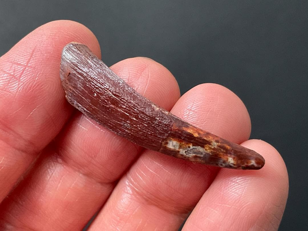 翼竜 化石 [PT15] コロボリンクス 恐竜の歯 希少 レア