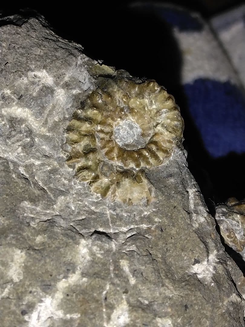 北海道幌加内産　超希少種 アンモナイト　モルトニセラス　化石　激レア