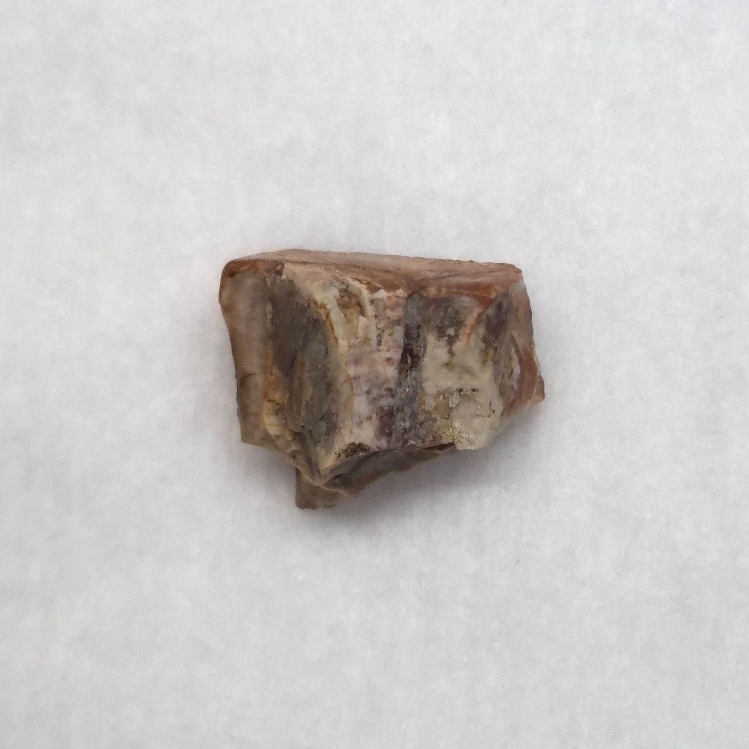 トリケラトプス 歯 化石 本物 10.93mm アメリカ産 tc9