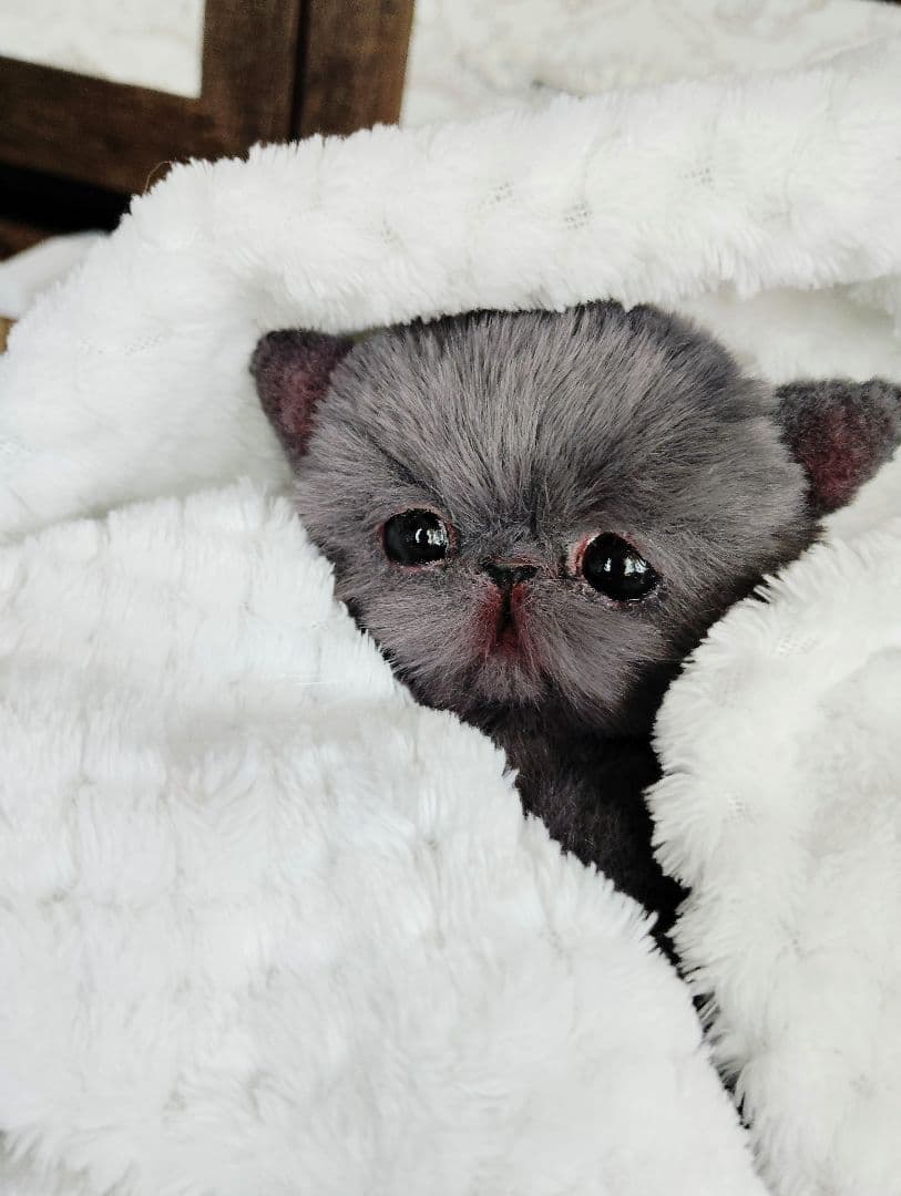 ミントグリーン様御予約❤️くりくりオメメ♡生後２週間♡子猫の黒豆ちゃん