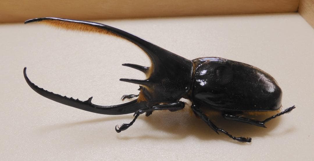 コロンビア産ネプチューンオオカブト  122mm