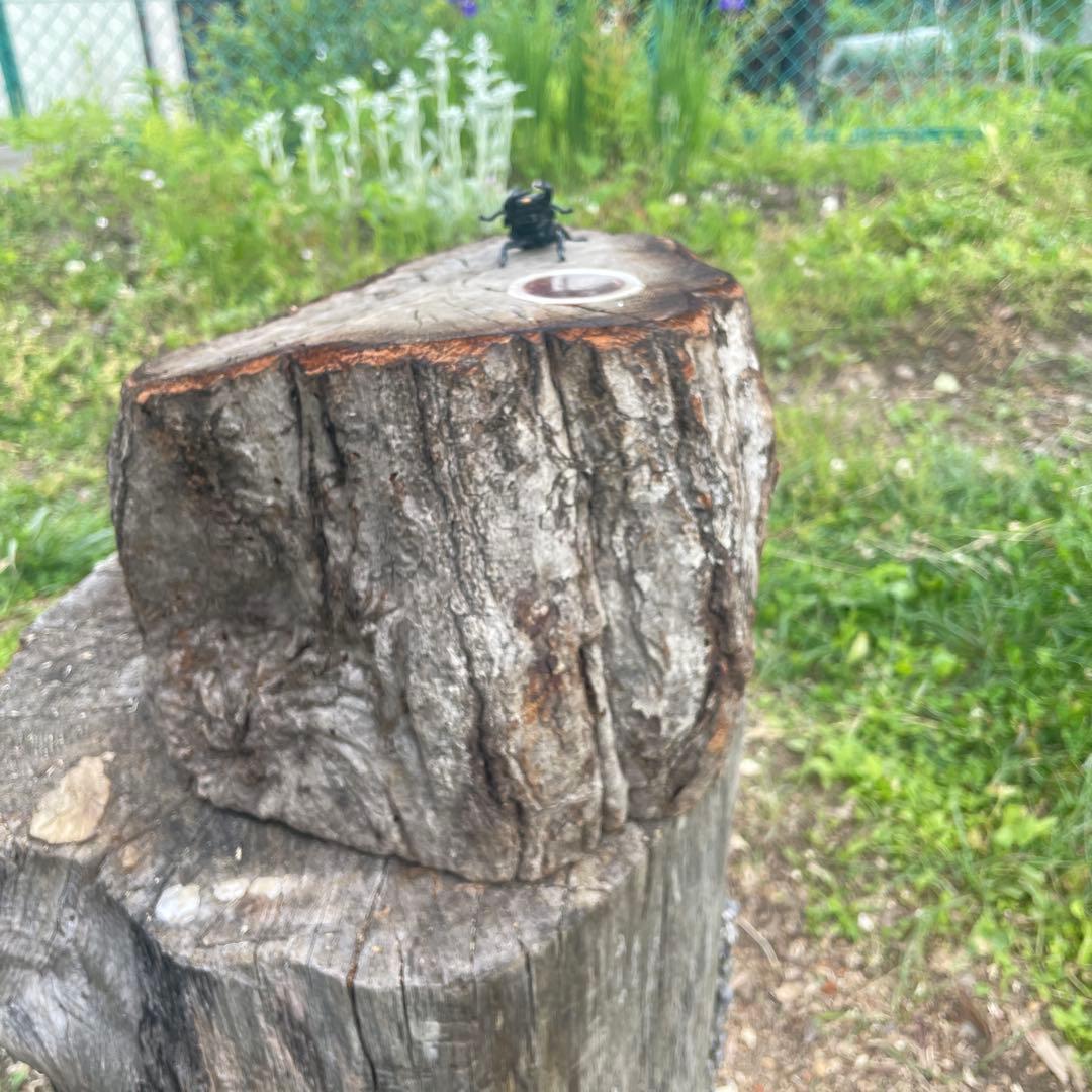 クワリウム　シェルター　登り木　エサ台