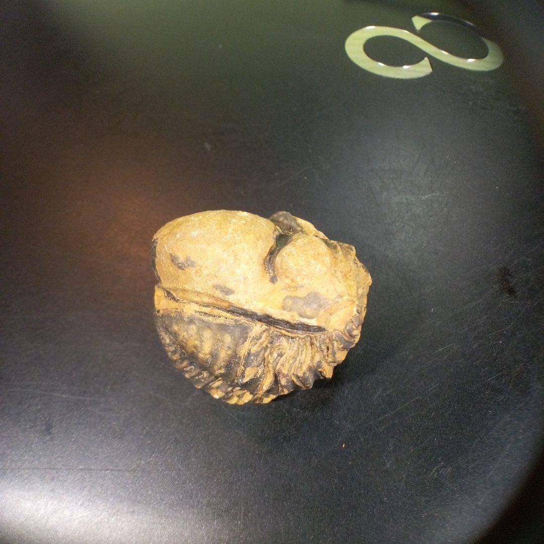 三葉虫　化石　fossil　ボリビア産　トライロバイト　三葉虫個体⑧