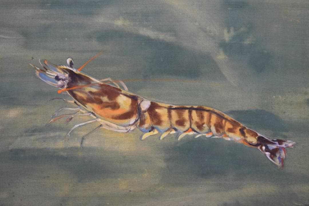 模写/川端龍子/蝦図（エビ）/桐箱二重箱付/布袋屋掛軸HD-744