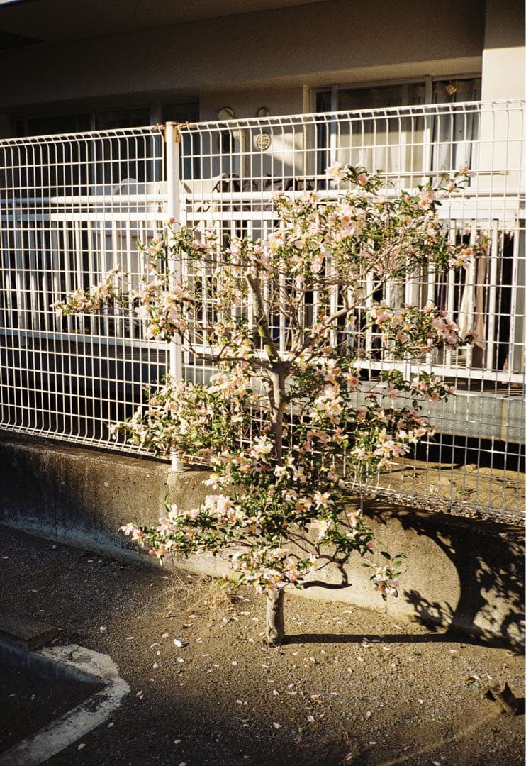 CONTAX T2 60周年記念機　作例あり