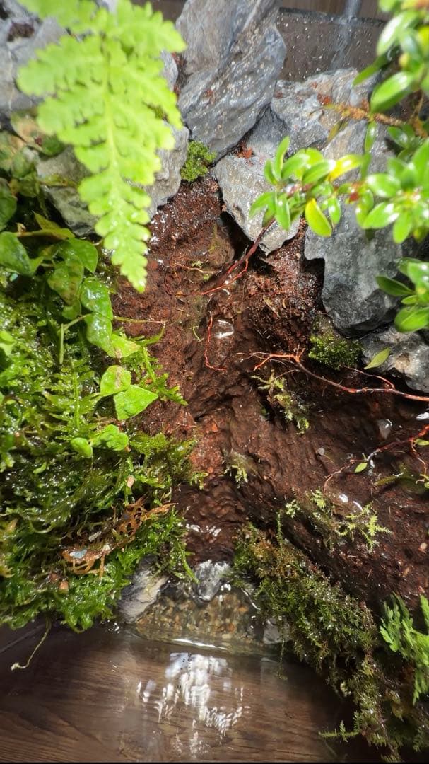 【受注生産】水が滴る渓谷のアクアテラリウム