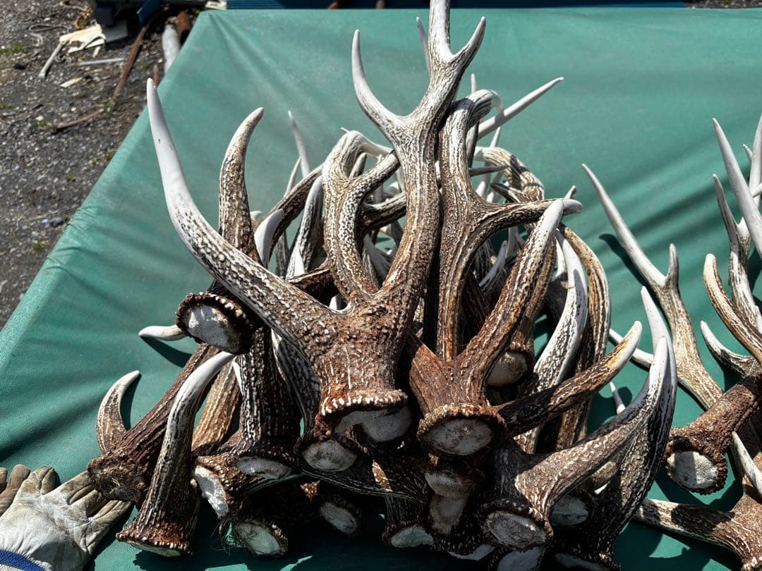 蝦夷鹿の角 自然乾燥済み 多数　48本