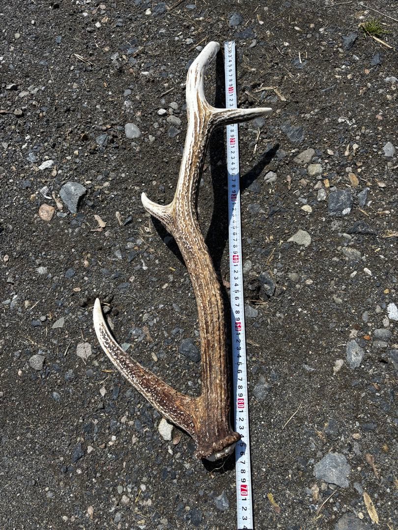 蝦夷鹿の角 自然乾燥済み 多数　48本