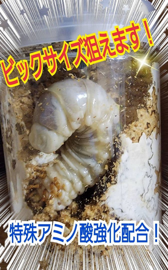 極上！ヒマラヤひらたけ菌糸瓶☆特大1500ml【6本】トレハロース強化配合！