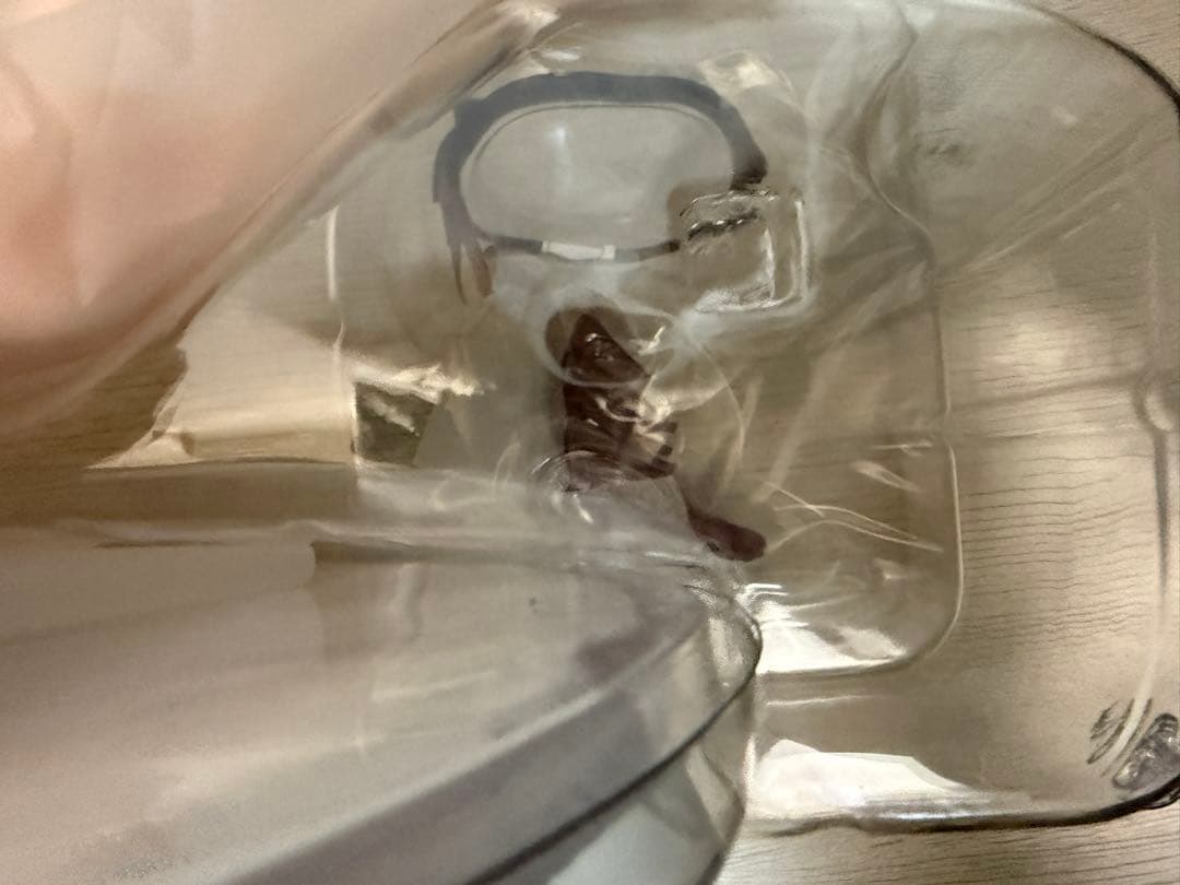 アズールレーン ブレマートン アニバーサリー抱き枕ver アルファマックス