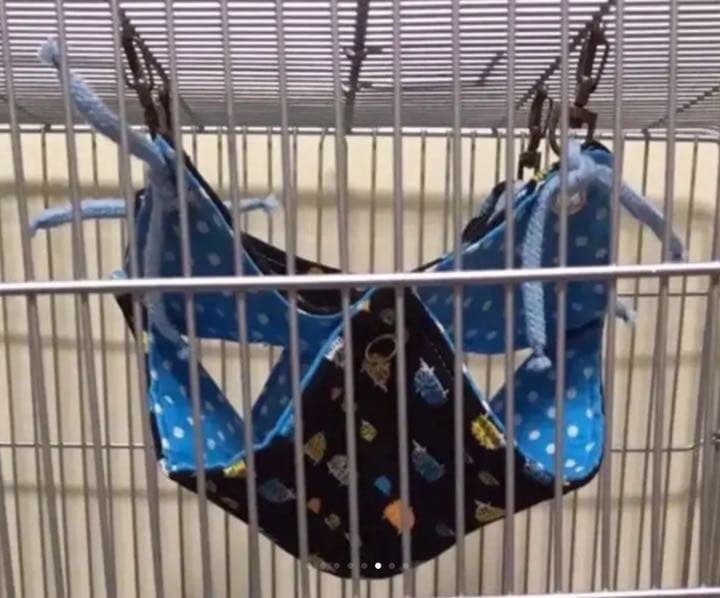 モモンガハウス（動物のサイクリング）秋・春仕様  1850円