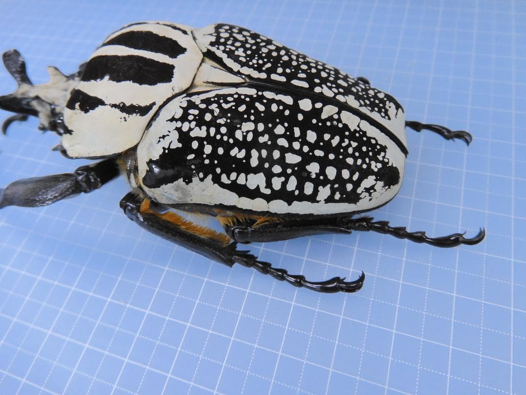 超特大　コンゴ産　シラフオオツノハナムグリ　99mm