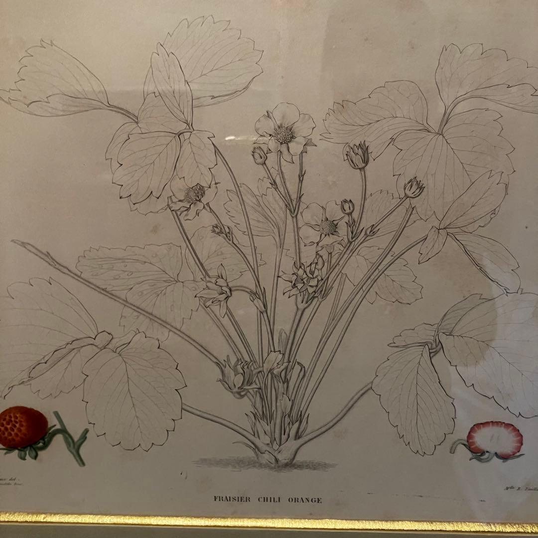 フランス　19世紀植物図鑑いちご　額装