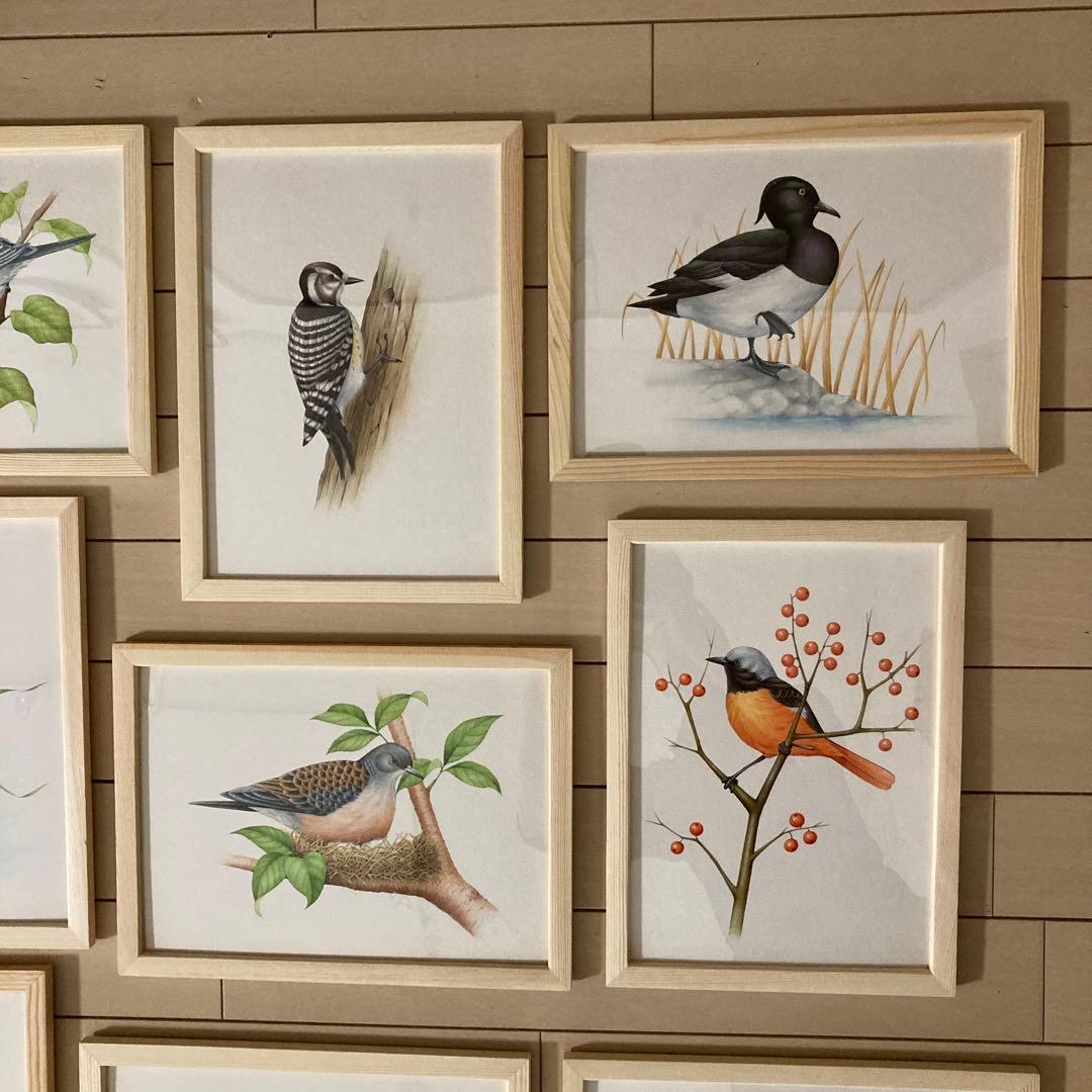 希少 野鳥 絵画 イラスト 原画 セット ウッド フレーム 新品 額装