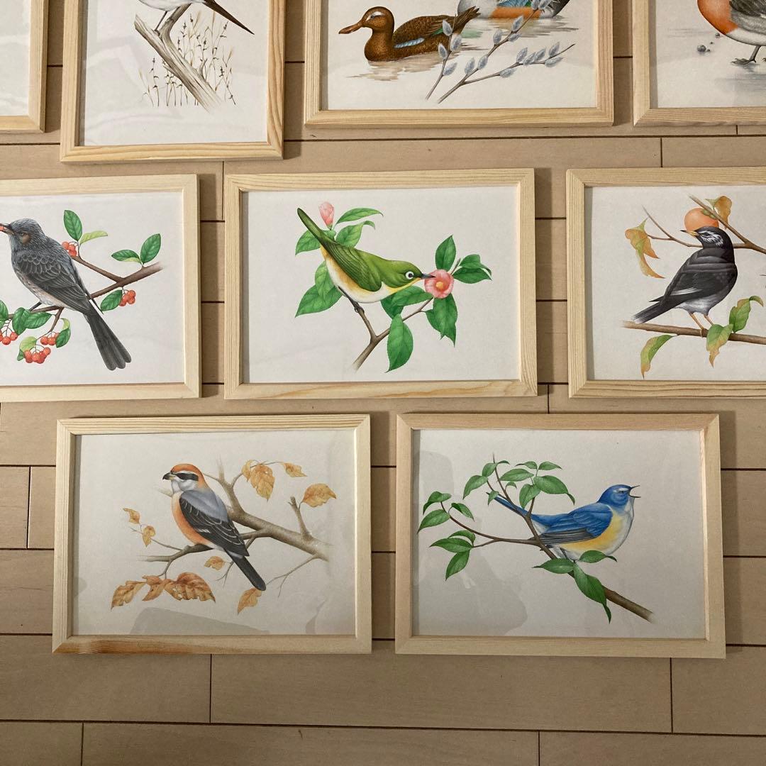 希少 野鳥 絵画 イラスト 原画 セット ウッド フレーム 新品 額装
