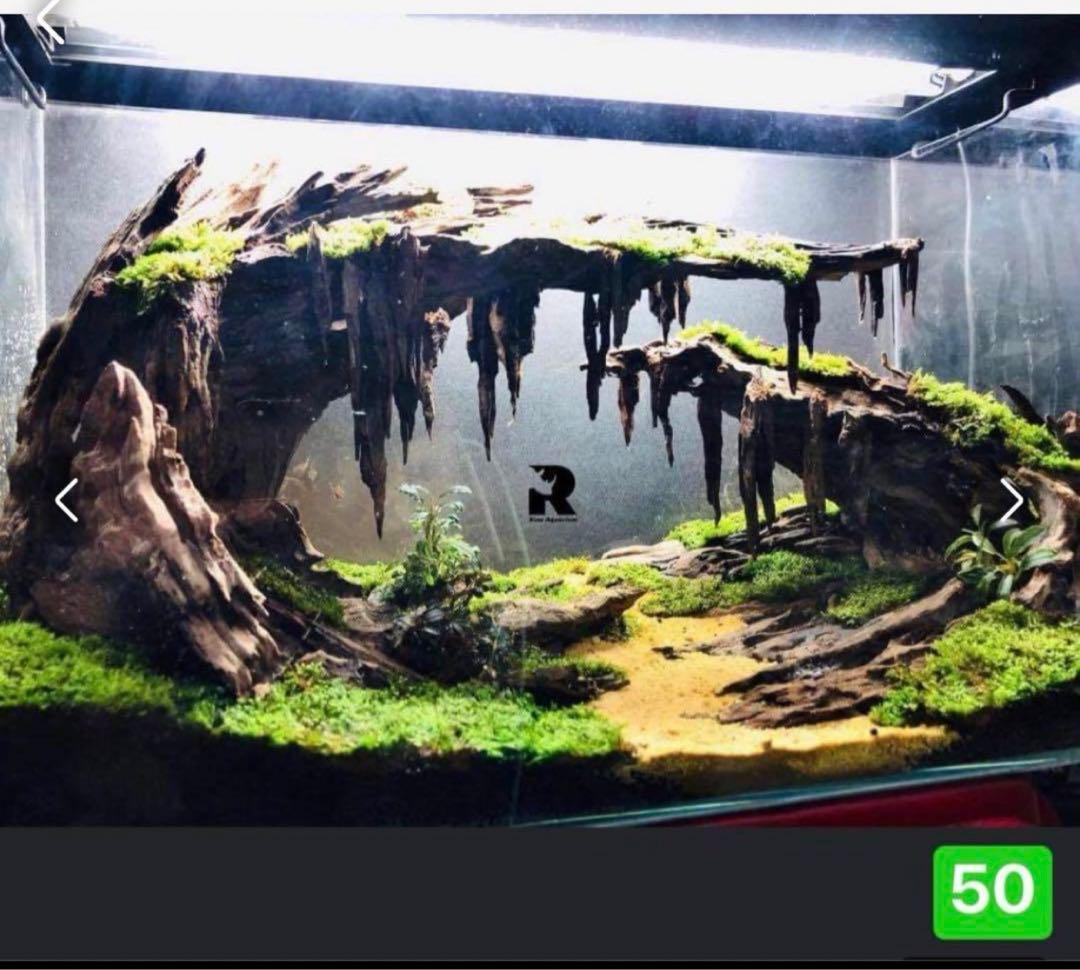 TTD 50【⭐︎ さすらい様⭐︎】【美品・数量限定】